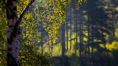 Nature Trees sunlight forests depth of field