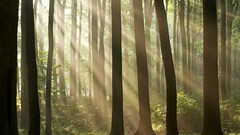 Nature Trees sunlight forests sunbeams
