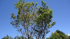 Nature Trees sunlight skies