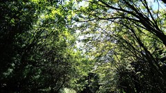 Nature Trees sunlight skies