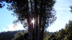 Nature Trees sunlight skies