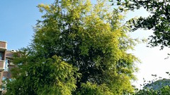 Nature Trees sunlight skies