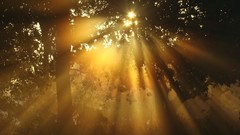 Nature Trees sunlight sun