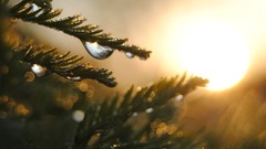 Nature Trees sunlight water