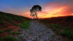 nature Trees sunset landscape