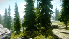 Nature Trees the elder scrolls v skyrim video games