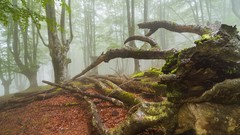 Nature Trees Tron Earth forests