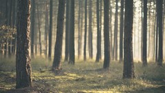 Nature Trees trunks timber pine trees