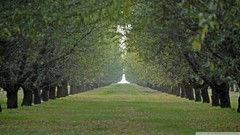 Nature Trees tunnels