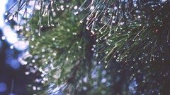 Nature Trees USA water drops skies pine trees