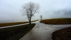 Nature Trees walk Austria