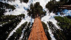 Nature Trees wall forests cypress skyscapes