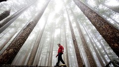 Nature Trees Washington national park forests