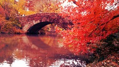 Nature Trees water autumn