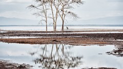 Nature Trees water Birds reflections national geographic Kenya