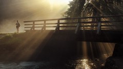 Nature Trees water Bridges sunlight rivers