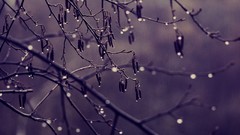 Nature Trees water drops