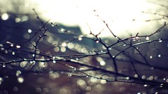 Nature Trees water drops depth of field