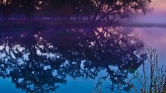 Nature Trees water forests