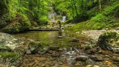 Nature Trees water Green outdoors rivers forests