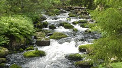 Nature Trees water Green rocks streams pulp