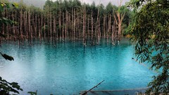 Nature Trees water lakes rivers forests