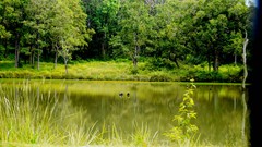 Nature Trees water lakes turtles