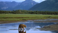 Nature Trees water Mountains Bears reflections