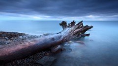 Nature Trees water ocean