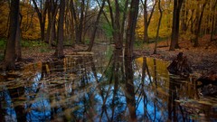 Nature Trees water reflections forests illinois