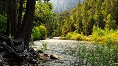 Nature Trees water rivers