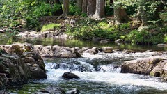 Nature Trees water rivers