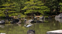 Nature Trees water rocks herons Japanese gardens