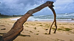 Nature Trees water roots Beaches