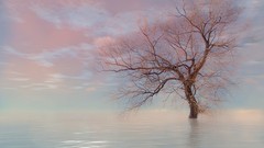 Nature Trees water skyscapes