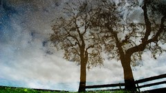 Nature Trees water Stars reflections skyscapes