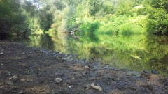 Nature Trees water summer Green spring rivers