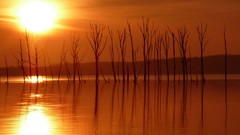 Nature Trees water sun reflections sunlight