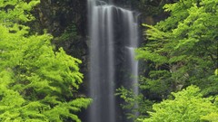 Nature Trees water waterfalls forests