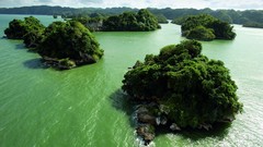 Nature Trees water wildlife