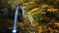 Nature Trees waterfalls