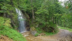 Nature Trees waterfalls