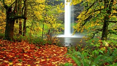 Nature Trees waterfalls