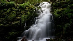 Nature Trees waterfalls rivers forests