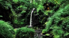 Nature Trees waterfalls Wood rocks forests