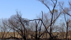 Nature Trees white dead Birds
