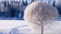 Nature Trees winter