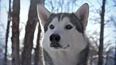 Nature Trees winter Animals Dogs Siberian Husky husky forests 
