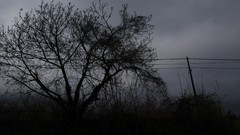 Nature Trees winter clouds Greece Noir mist macedonia