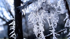 Nature Trees winter frost